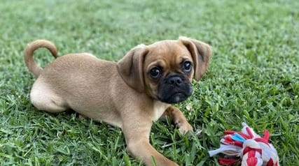 a brown puppy laying in the grass next to a toy