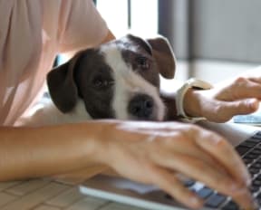 Dog Sitting in Lap of Person Using Laptop