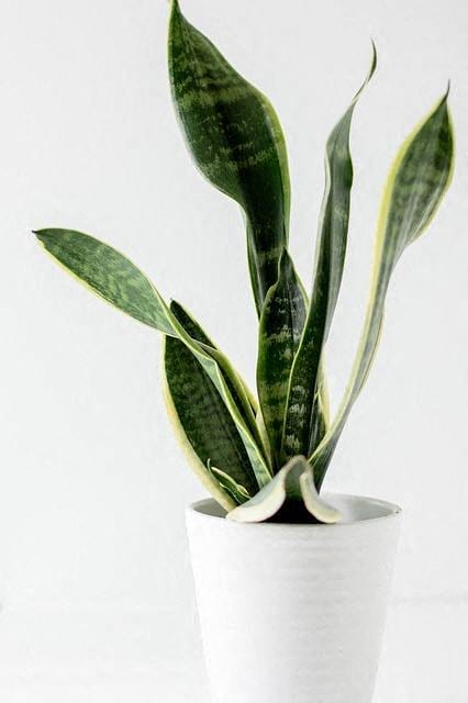 a green snake plant in a white pot