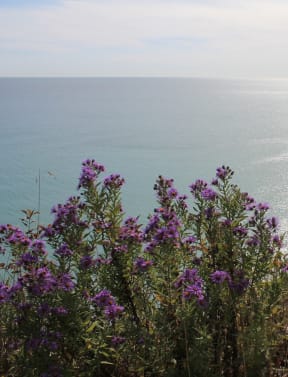 a view of the ocean from a hill with purple flowers at The Daniels at Northern Gateway, Wisconsin, 53080