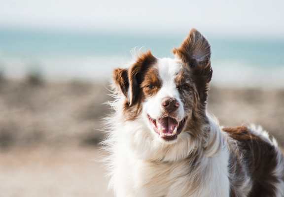 a brown and white dog standing on the beach