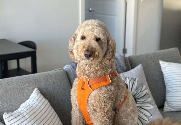 a brown dog wearing an orange harness sitting on a couch