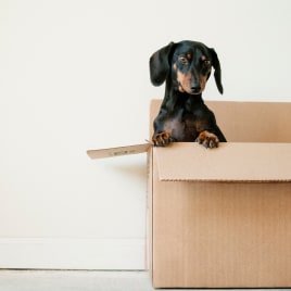 little dog inside a cardboard box