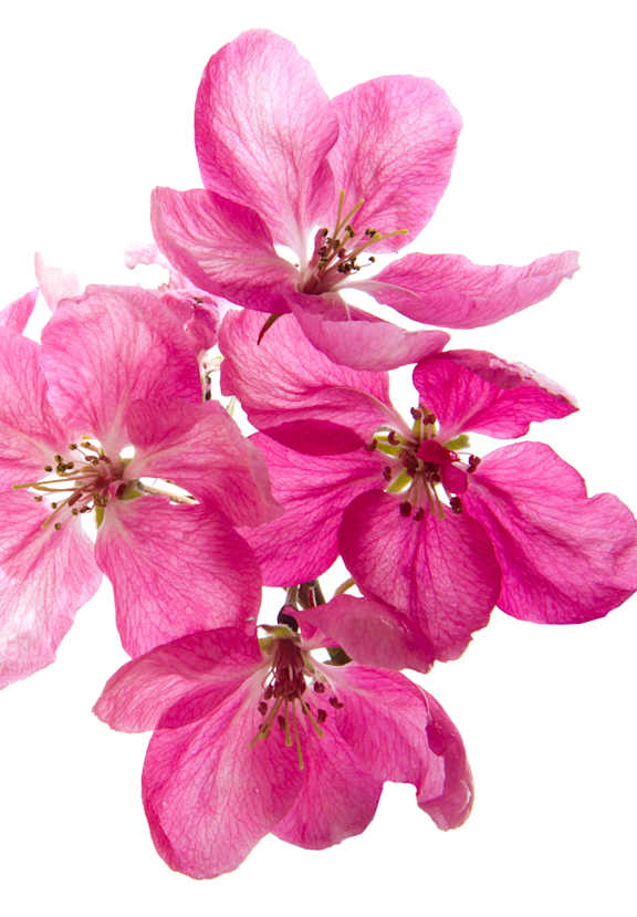 A cluster of pink flowers with green stems.