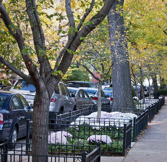 A tree-lined street with cars parked on the side.