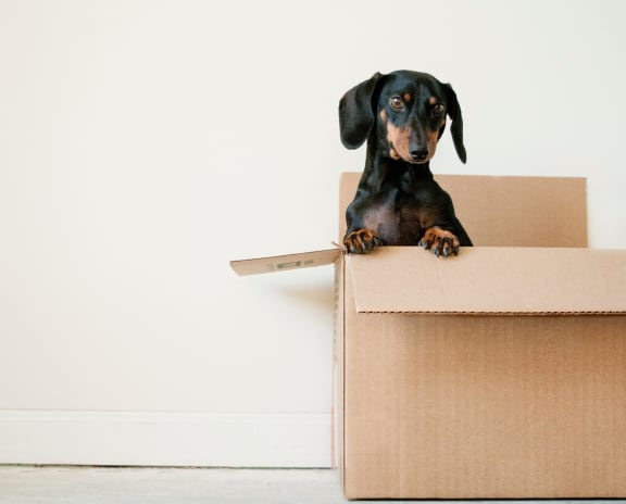 little dog inside a cardboard box