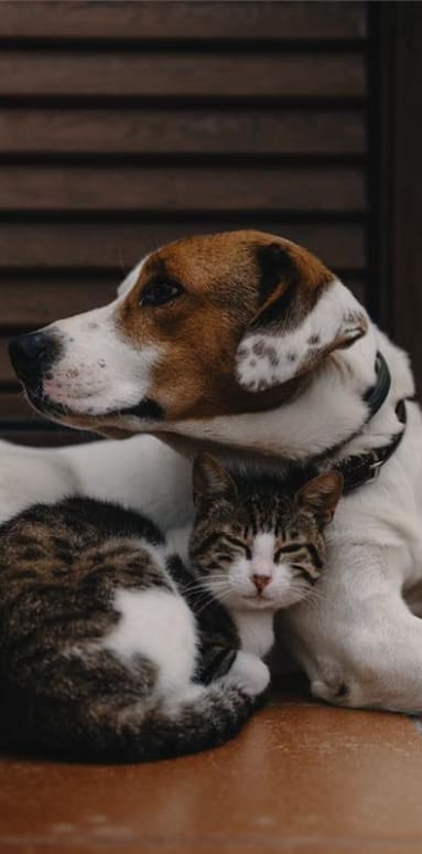 a dog and a cat laying next to each other