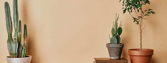 Three potted plants on a table.