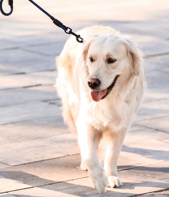 a person walking a dog on a leash on a sidewalk