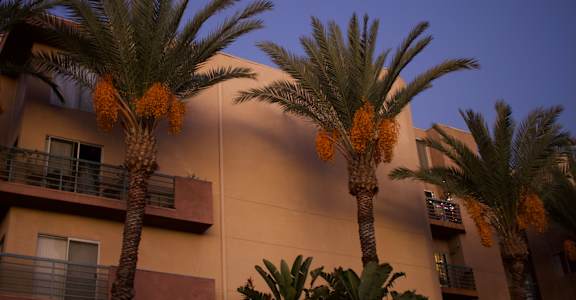 Palm trees in front of a building with orange fruits.