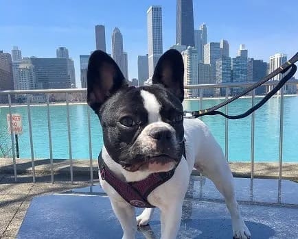 Dog Friendly at Carriage House Lofts, Chicago, IL, 60605