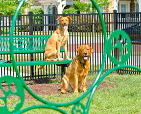 two dogs sitting on a bench in a park