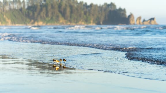 Beach Birds at Patterson Place, California, 93111