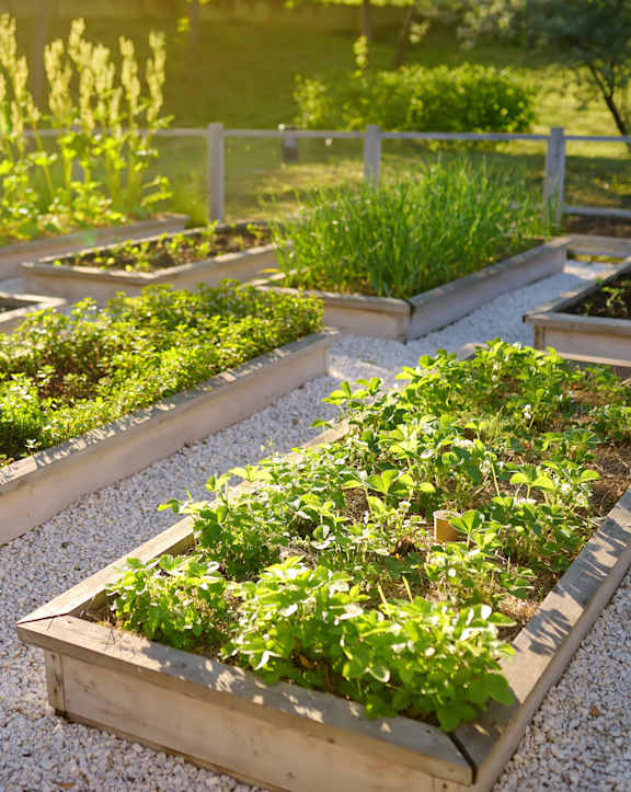 A garden with raised beds filled with green plants.