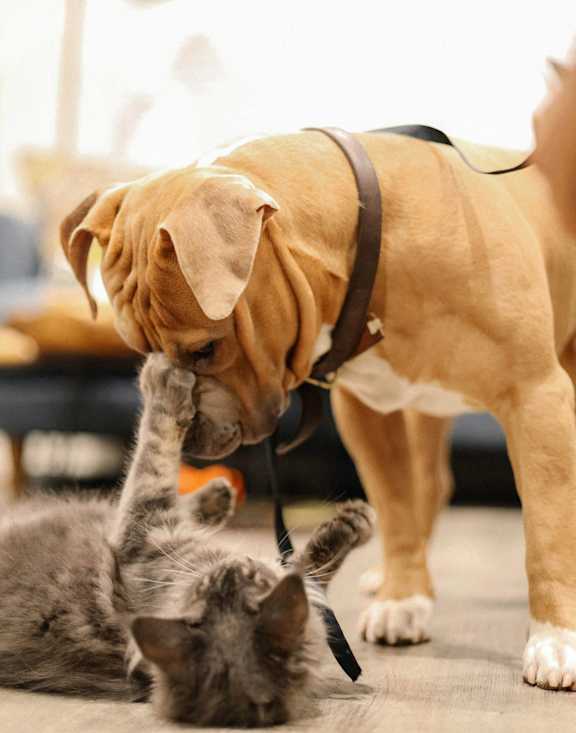 A dog and two cats on a carpet at The Bessemer at Seward Commons Apartments, Minneapolis, 55404