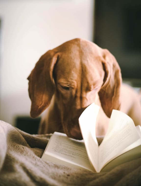 a dog reading a book on a bed at Lilia, Lilydale, 55118