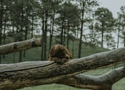 Thumbnail 4 of 16 - Bear resting comfortably on a large log at Red Rock Apartments, Rapid City, SD, 57702