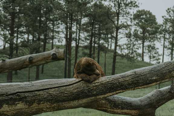 Bear resting comfortably on a large log at Red Rock Apartments, Rapid City, SD, 57702