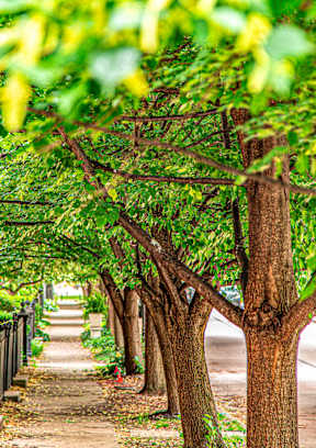 Tree lined street and sidewalk