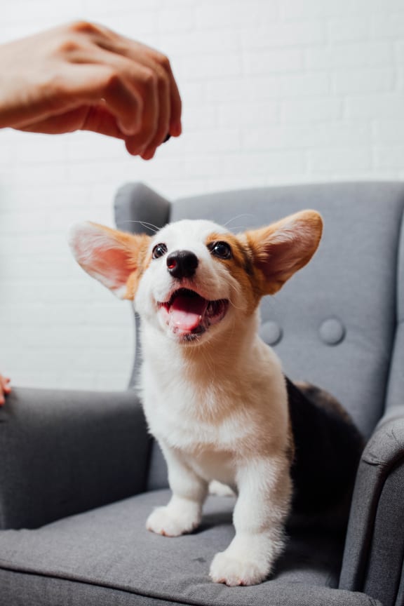 Pets are welcome at Bergen Gardens