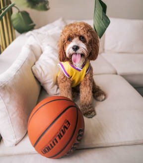 a dog sitting on a couch with a basketball  at Vue at Westchester Commons, Midlothian, 23113