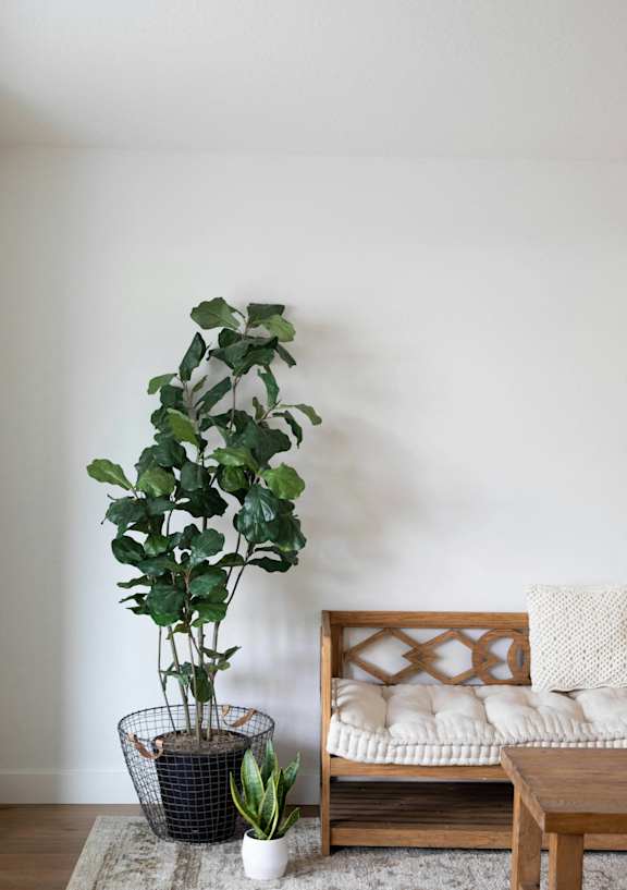 A green plant in a black pot sits on a rug in front of a wooden bench with white cushions.