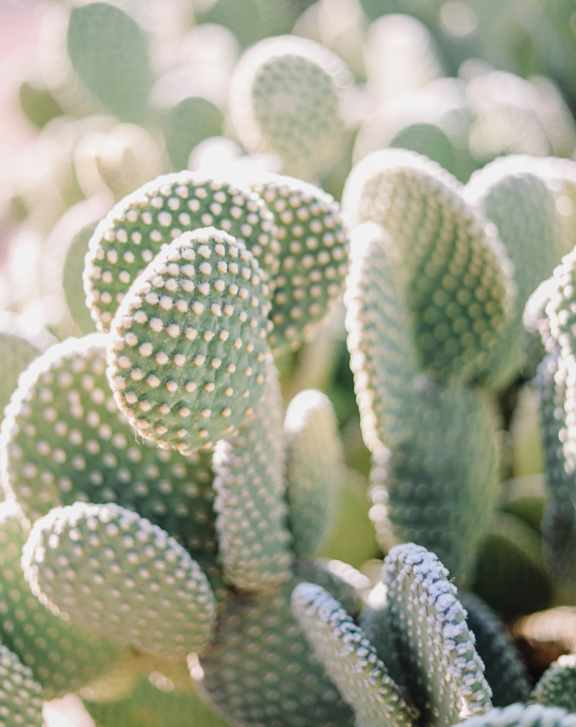 A cactus with spines is in focus.