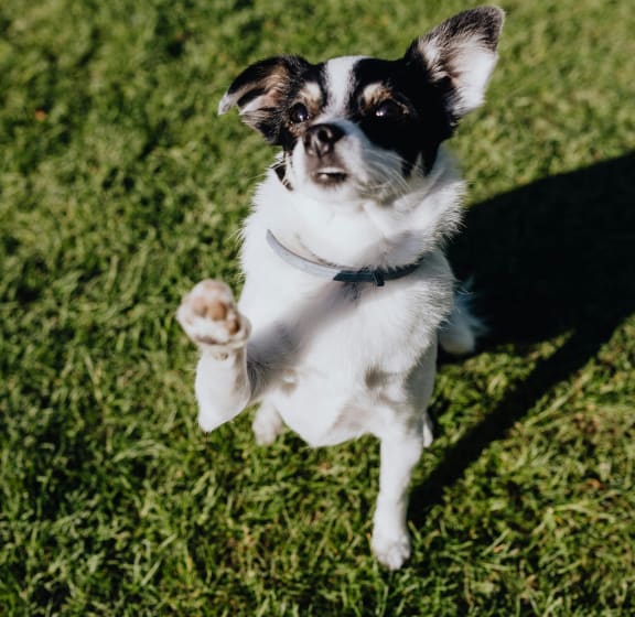 a small brown dog on a leash in the grass