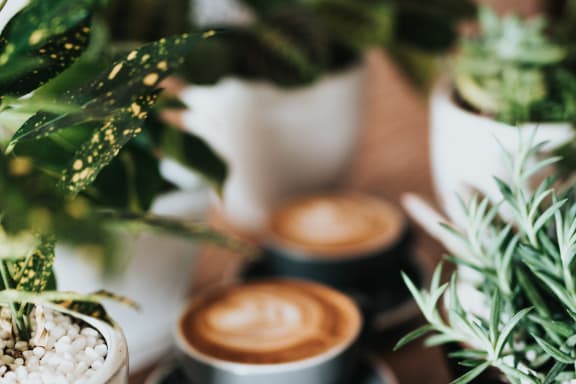a row of coffee cups on a table with plants