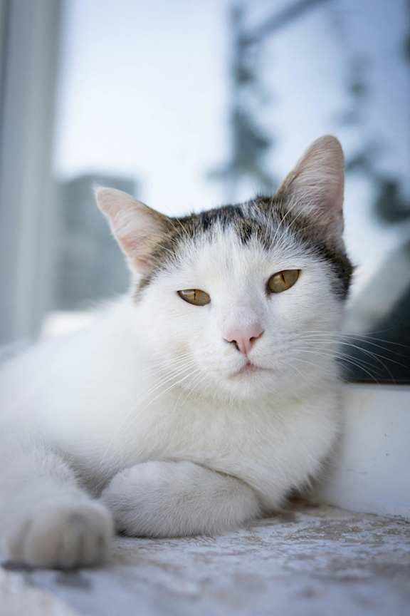 a brown and white dog laying on a rug next to a window