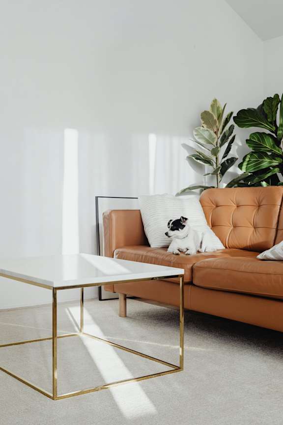 Couch with Dog