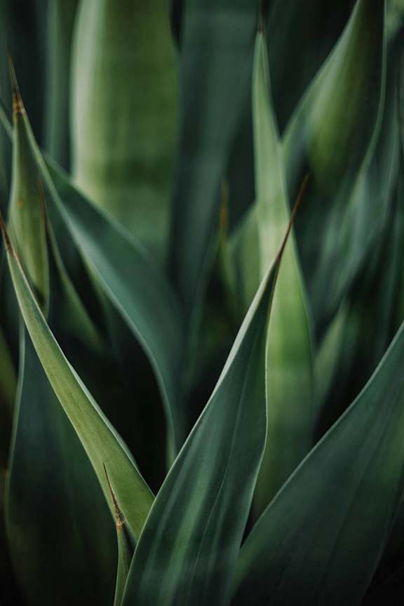 A close up of green leaves with a blurred background.