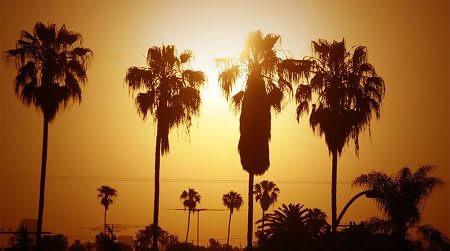 Palm trees over twilight skyline