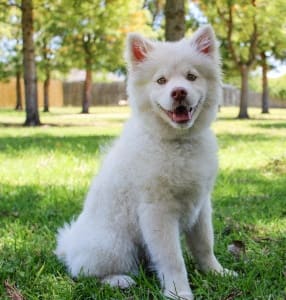 A white dog sitting on the grass, showcasing the pet-friendly atmosphere of the community.