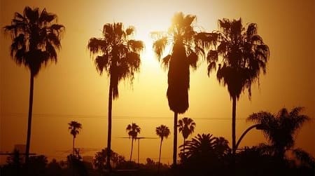 Palm trees over sunset skyline