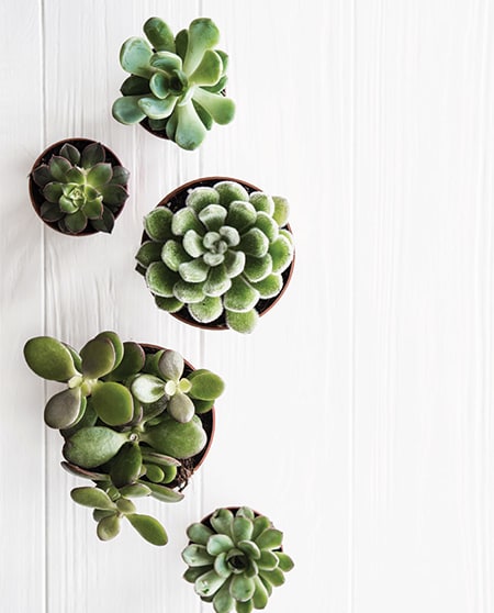 Five potted succulents with white woodgrain pattern background 
