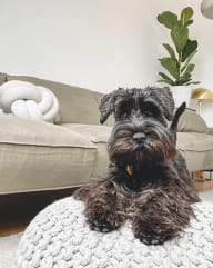 a dog sitting on a rug in a living room