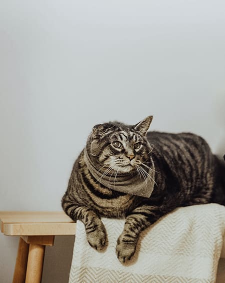 a cat sitting on top of a wooden stool