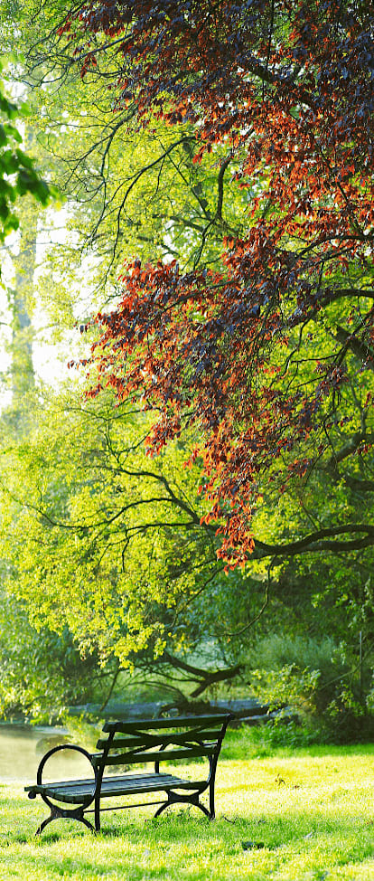 A bench is situated under a tree with red leaves.