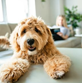 a dog sitting on a table with a girl on the couch