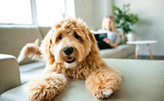a dog sitting on a table with a girl on the couch