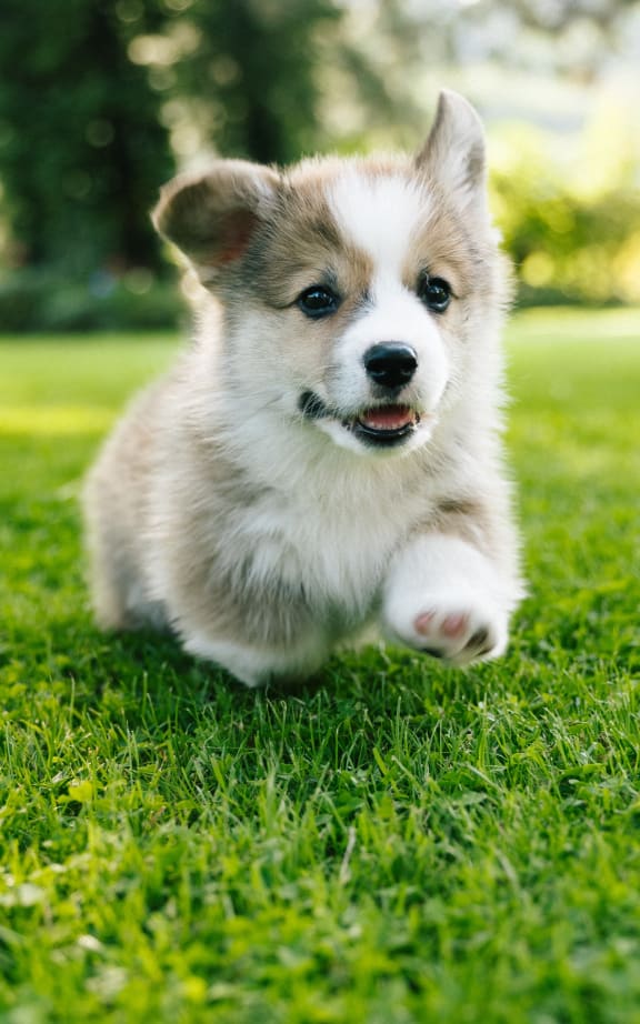 a white and brown dog running in the grass at Hillsdale Garden Apartments,California 94403