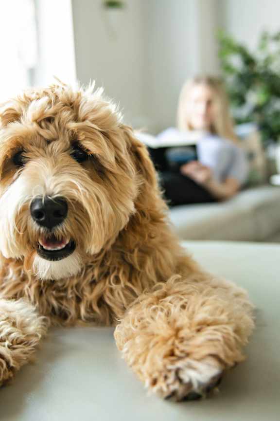 Pet-Friendly Community