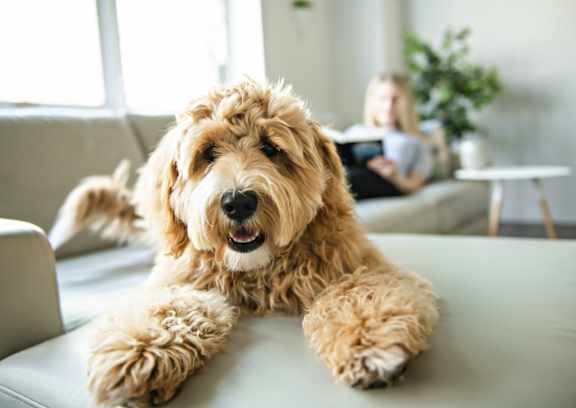 A small brown dog with curly fur is lying on a grey couch.