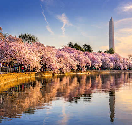 The Washington Monument stands tall behind a beautiful display of cherry blossoms.
