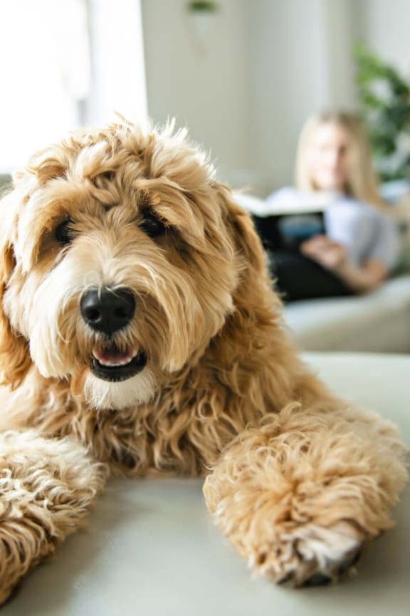 Pet-Friendly Community