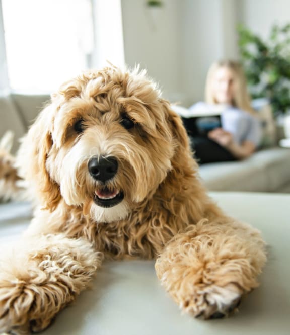 Pet-Friendly Community