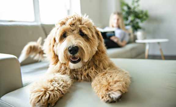 A small brown dog with curly fur is lying on a grey couch.