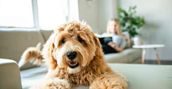 A small brown dog with curly fur is lying on a grey couch.