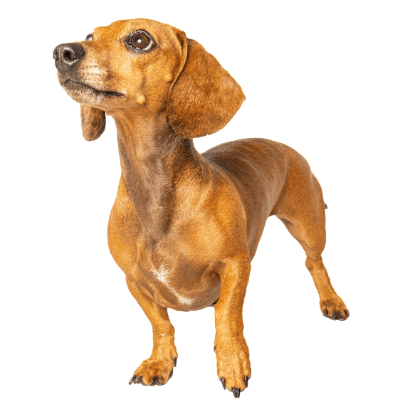a 3d model of a dachshund on a green background